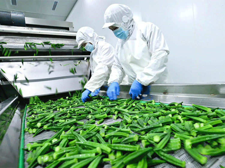 Example: Fruit and Vegetable Food Production Line