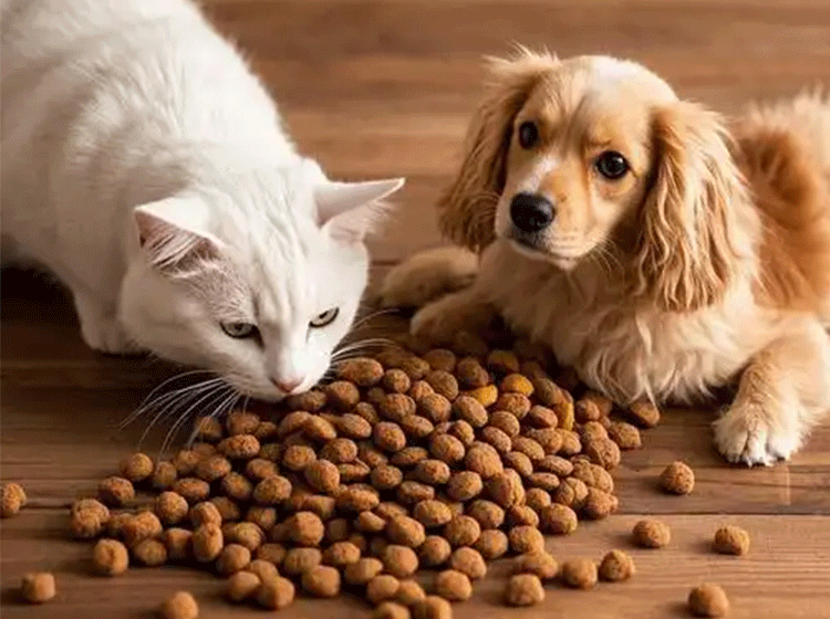 The Importance of Pet Food Safety