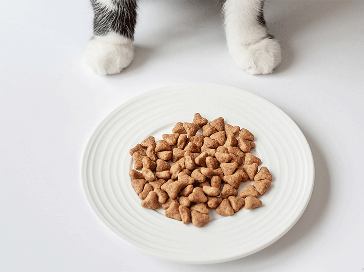 Producing Cat Food with Extrusion Puffing and Forming Equipment: Part 1